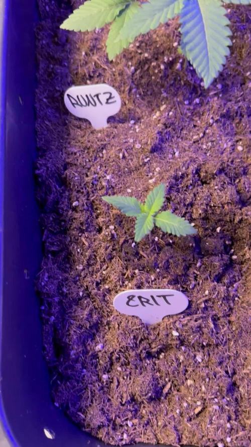 Critical RQS