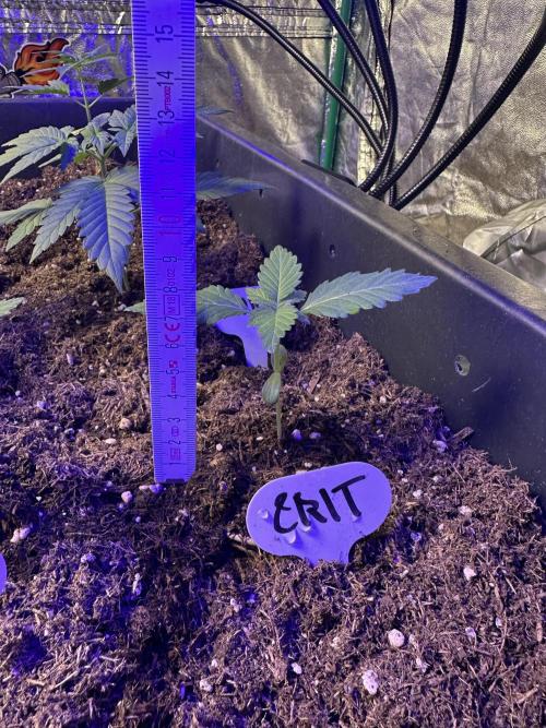 Critical RQS. Week 1