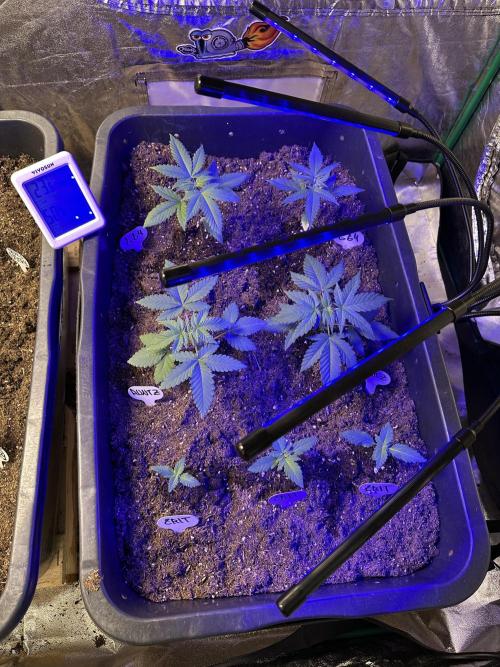 Critical RQS. Week 1