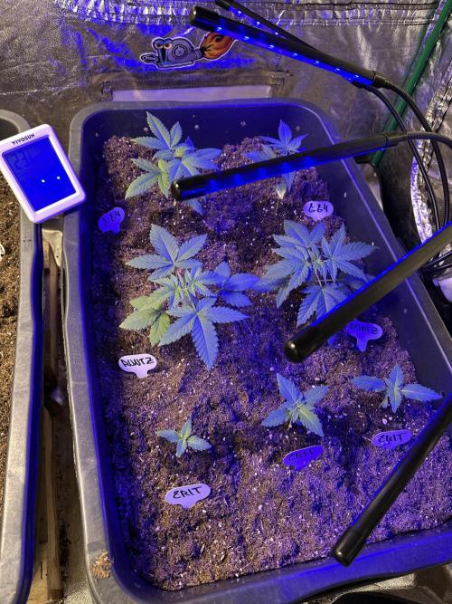 GG#4 Zamnesia. Week 1