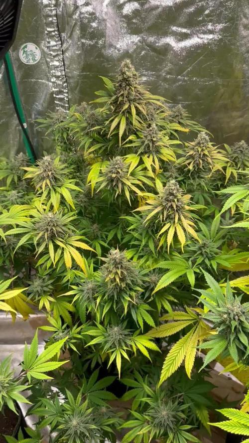 Lemon Mandarin