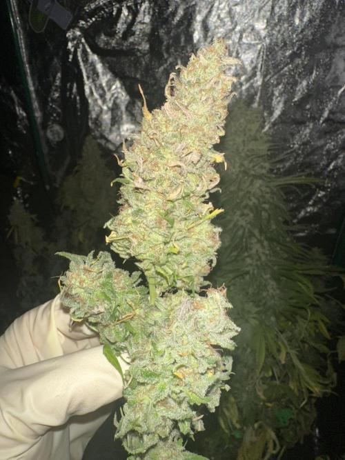Lemon Mandarin. Week 19 - Some Buds
