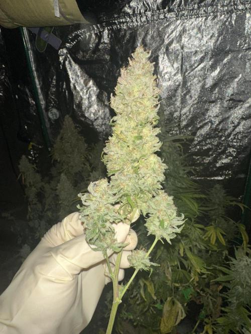 Lemon Mandarin. Week 19 - Some Buds