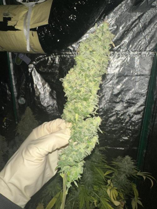 Lemon Mandarin. Week 19 - Some Buds from the harvest
