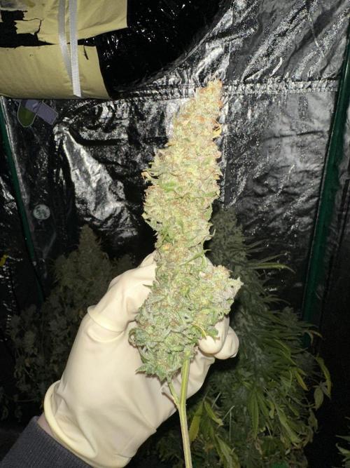 Lemon Mandarin. Week 19 - Some Buds