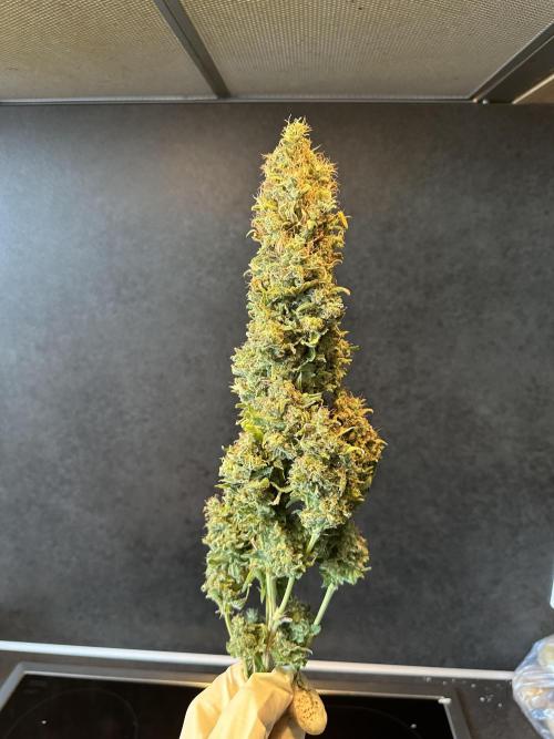 Lemon Mandarin. Week 19 - Some Buds