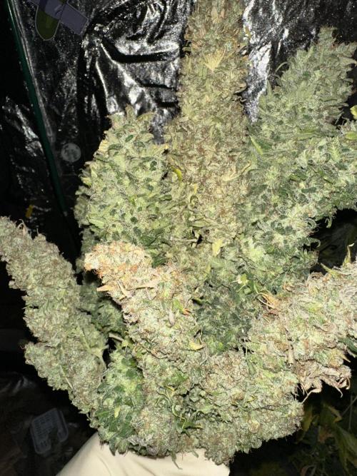Lemon Mandarin. Week 19 - Some Buds