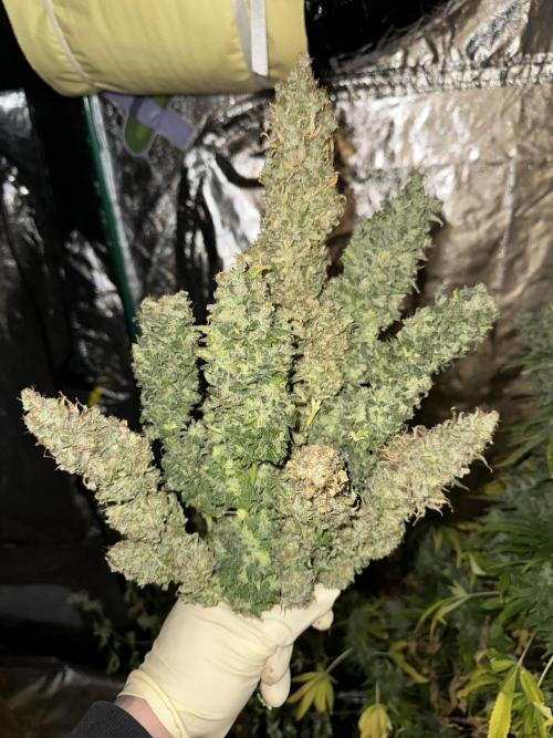 Lemon Mandarin. Week 19 - Some Flowers for your wife