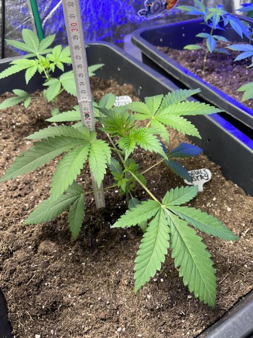 Devils Pastry. Week 2 - Healthy and good growing!