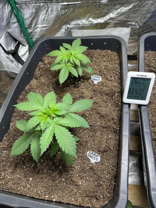 Future Frost #1. Week 2