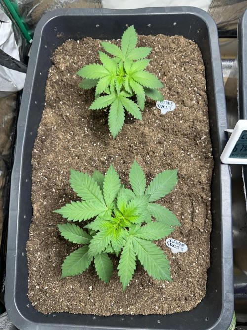 Future Frost #1. Week 2 - Till now, a perfect plant!