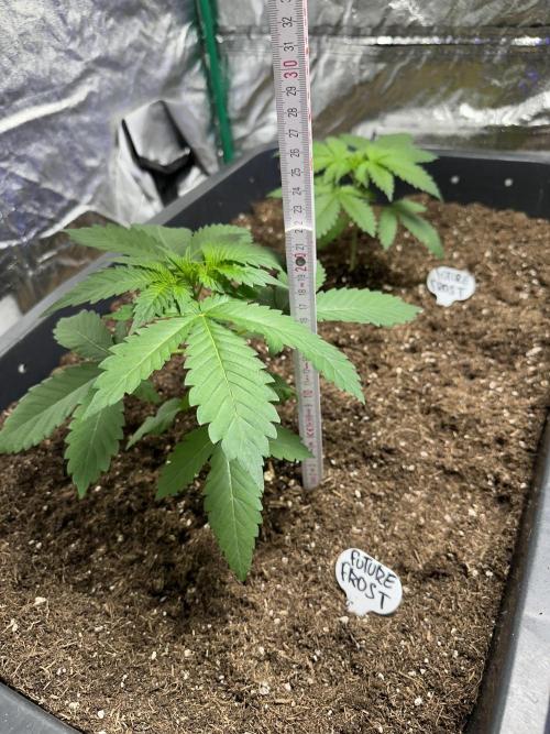 Future Frost #1. Week 2 - Normal grow