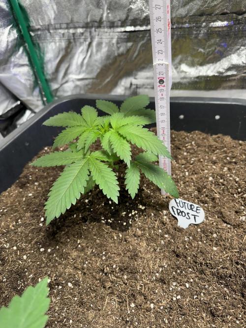 Future Frost #1. Week 2 - One is a bit bigger than the other
