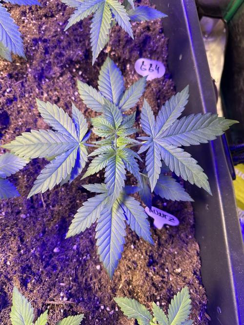 Runtz Seedstockers. Week 3 - Im getting rock hard