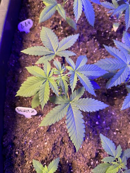 Runtz Seedstockers. Week 3