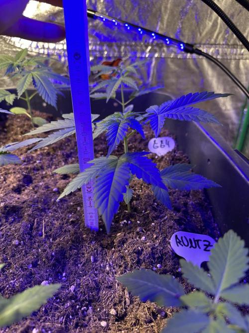 Runtz Seedstockers. Week 3 - I love my Runtz