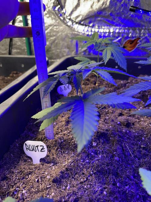 Runtz Seedstockers. Week 3