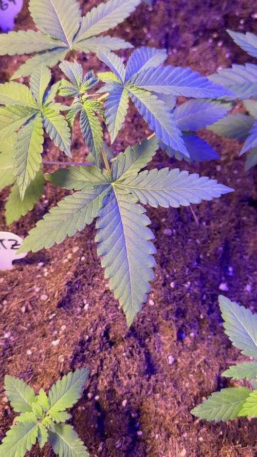 Critical Runtz Sensi Seeds