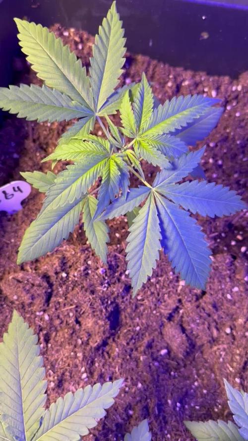 GG#4 Zamnesia