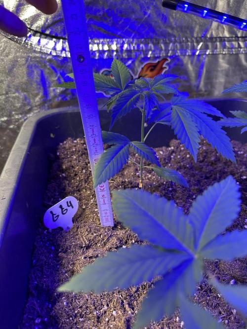 GG#4 Strain Test. Week 2