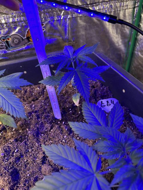 GG#4 Strain Test. Week 2 - Blue light is good for the grow