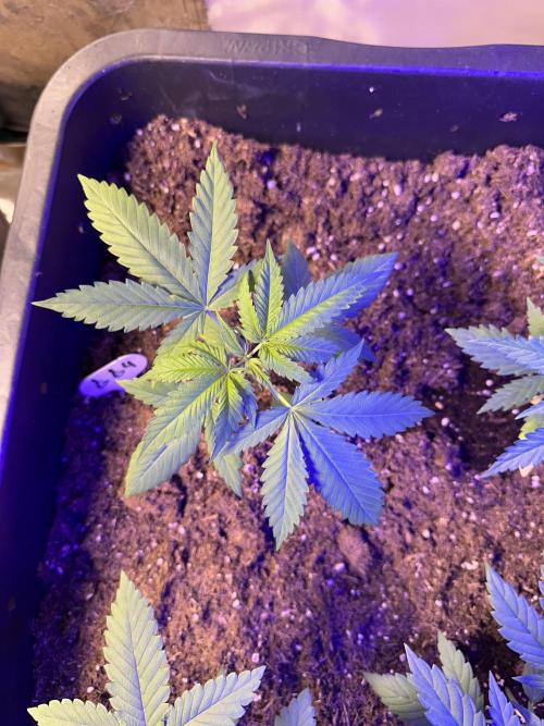 GG#4 Strain Test. Week 2