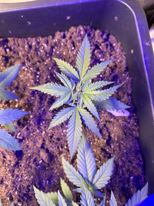 GG#4 Strain Test. Week 2