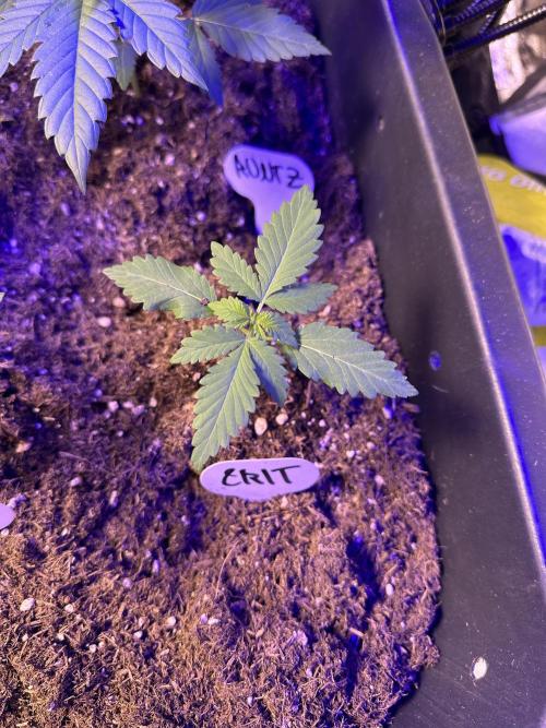 Critical RQS. Week 2 - Its the beginning