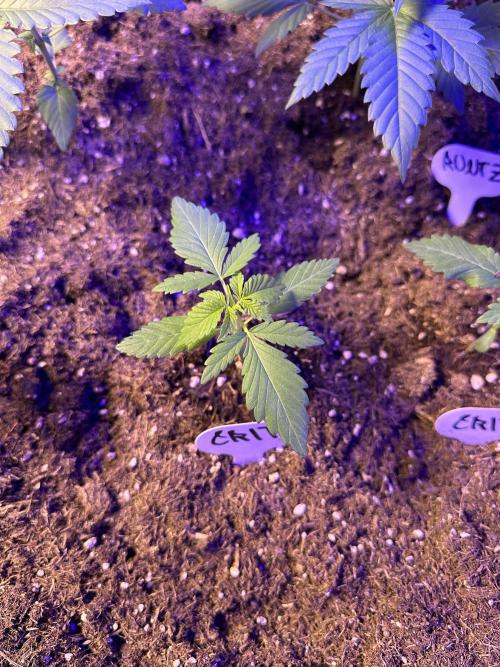 Critical RQS. Week 2