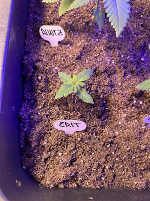 Critical RQS. Week 2