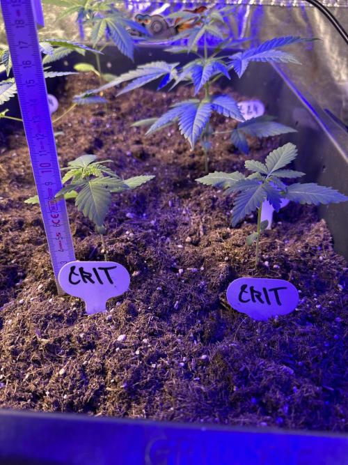Critical RQS. Week 2