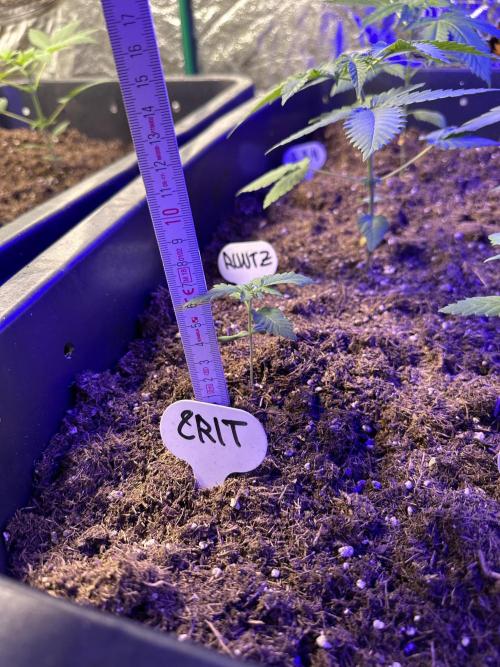 Critical RQS. Week 2 - Tiny but mighty