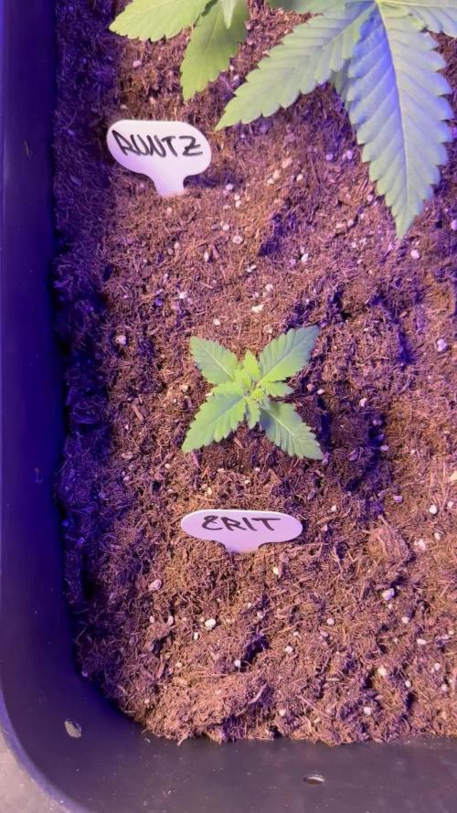 Critical Strain Test