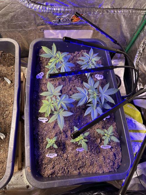 Critical RQS. Week 2 - All in one pot, in a few weeks i seperate them.