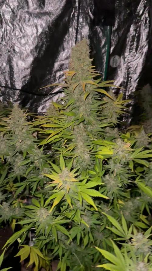 Lemon Mandarin