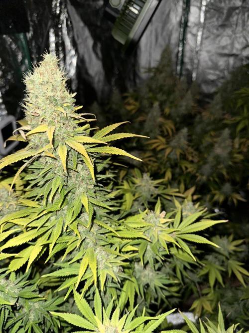 Lemon Mandarin. Week 18 - Good Night