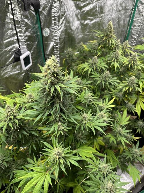 Lemon Mandarin. Week 18