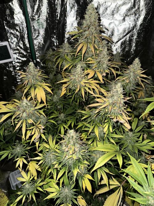 Lemon Mandarin. Week 18