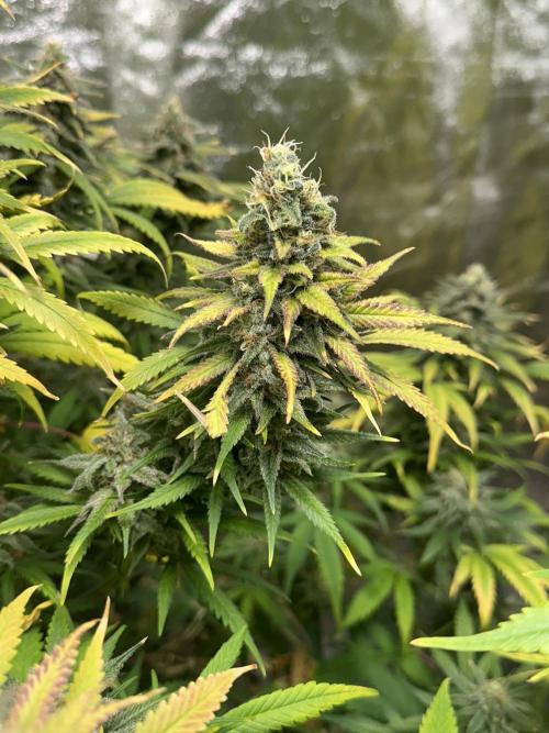 Lemon Mandarin. Week 18 - Every Bud was perfect!