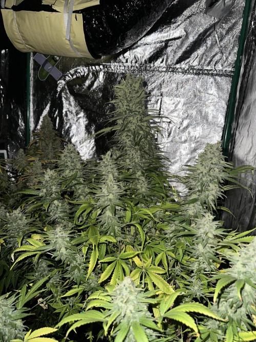 Lemon Mandarin. Week 18
