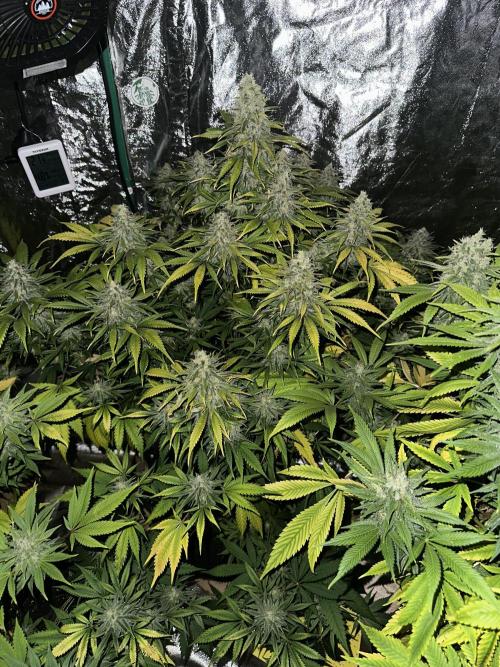 Lemon Mandarin. Week 18