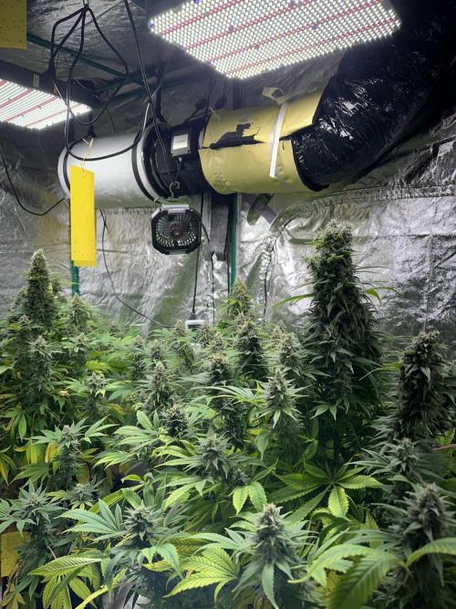Lemon Mandarin. Week 18