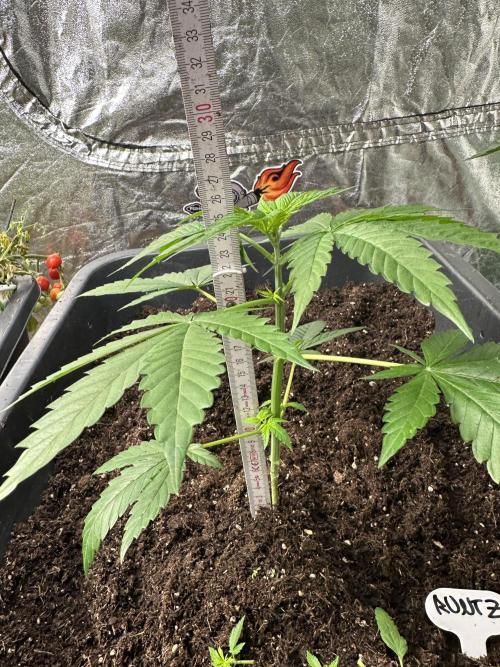 Critical Runtz Sensi Seeds. Week 3 - Got 2 slighlty different Phenos. The bigger one is 26cm. I cut some leafs off. 