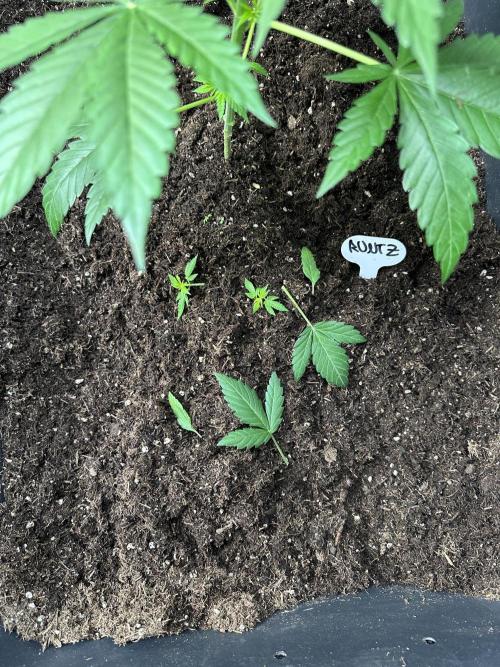 Critical Runtz Sensi Seeds. Week 3