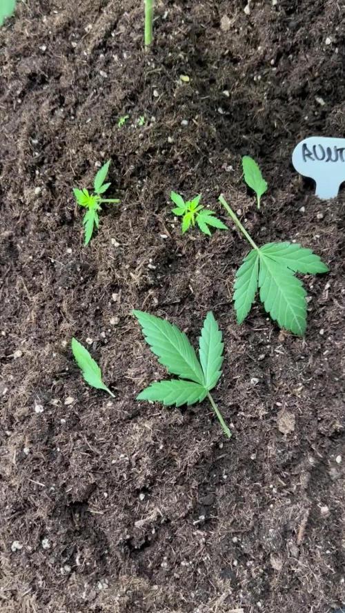 Critical Runtz Sensi Seeds