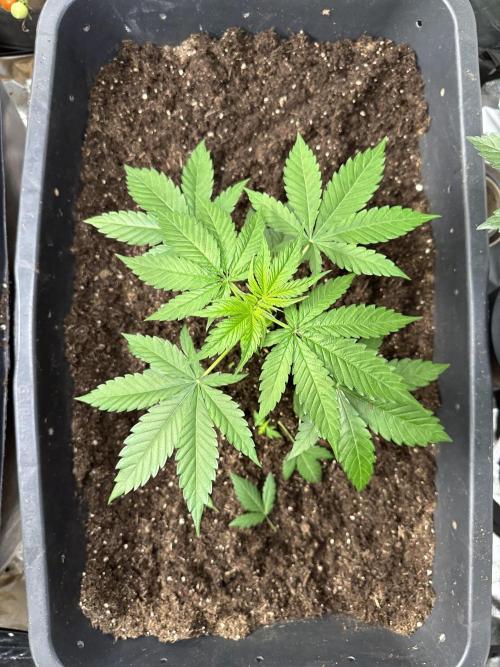 Critical Runtz Sensi Seeds. Week 3 - Evenly grow in 90ltr Pot. 