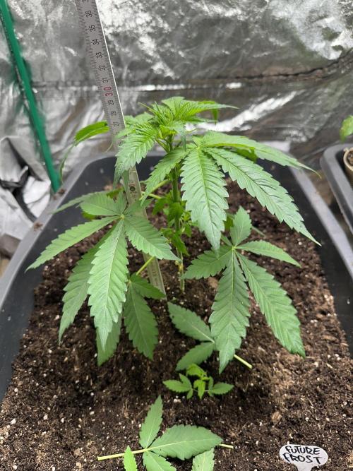 Future Frost #1. Week 3 - The bigger one is 28cm now.