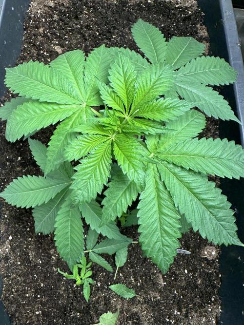 Future Frost #1. Week 3 - Right after repotting and leaf cutting.