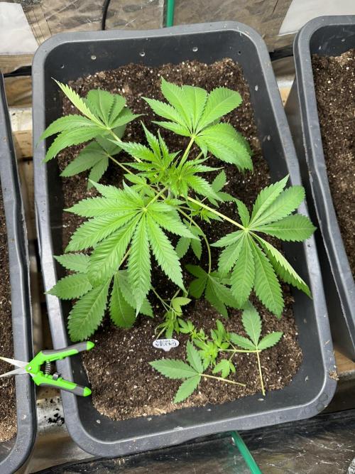 Devils Pastry. Week 3 - A bit tired after repotting and a little defoliation.