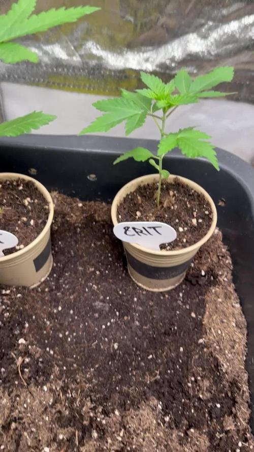 Critical Strain Test